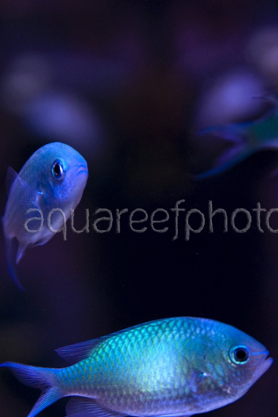 Chromis viridis 03