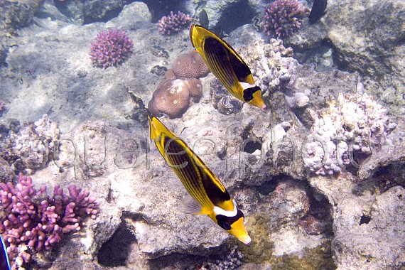 Chaetodon fasciatus 01