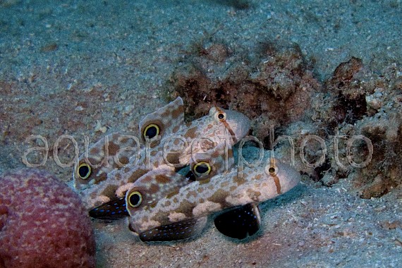 Signigobius biocellatus 01
