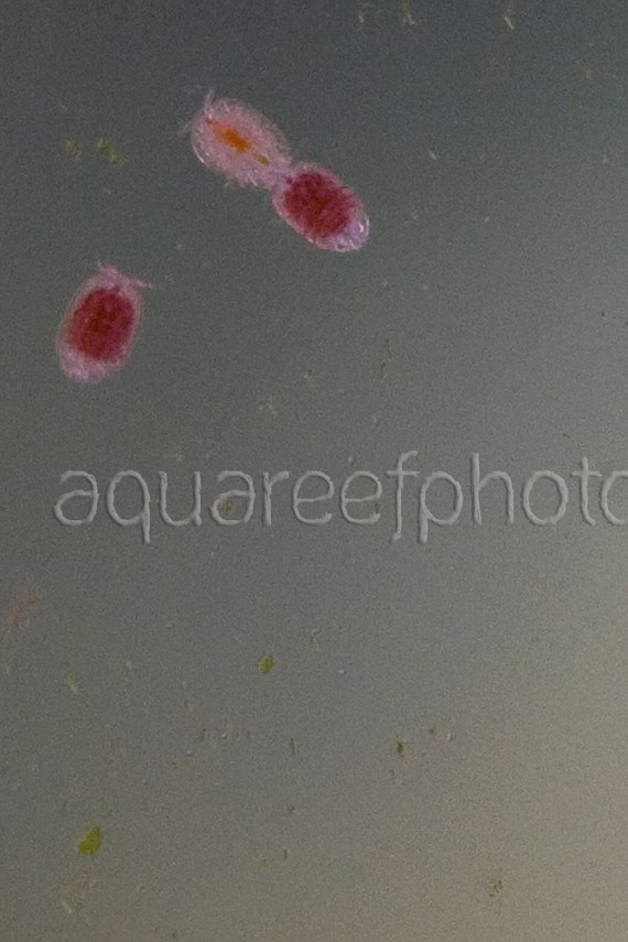 Copepodes 02