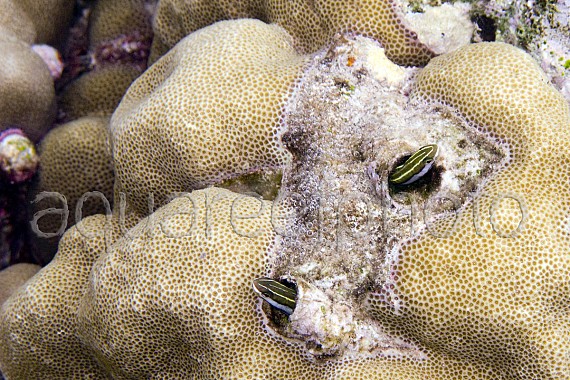 Plagiotremus tapeinosoma 01