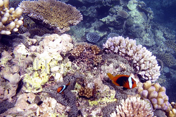 Amphiprion melanopus 01