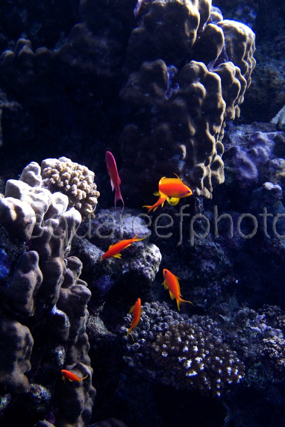 Pseudanthias squamipinnis 07