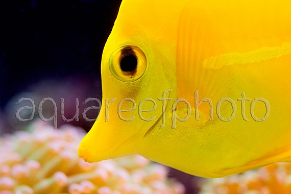 Zebrasoma flavescens 01