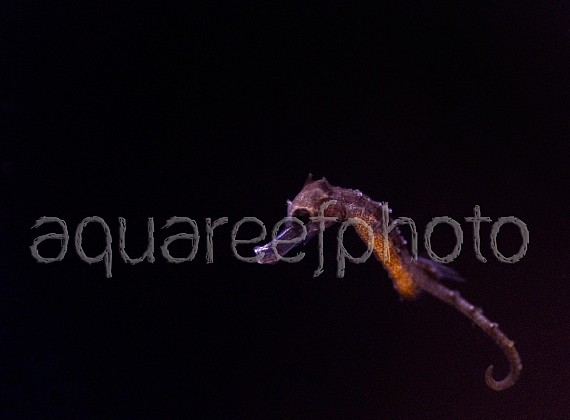Hippocampus kuda 01