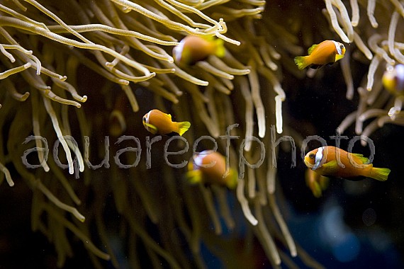 Amphiprion nigripes 01