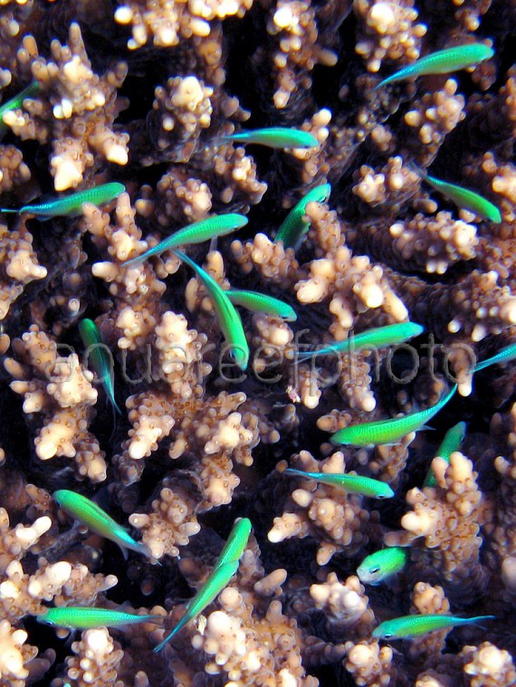 Nursery Chromis viridis 01