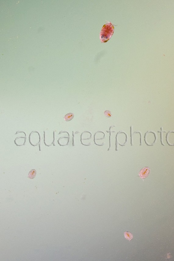 Copepodes 03
