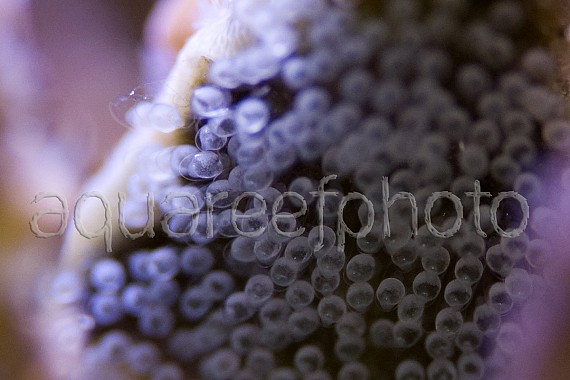 Oeufs Gobiodon 02