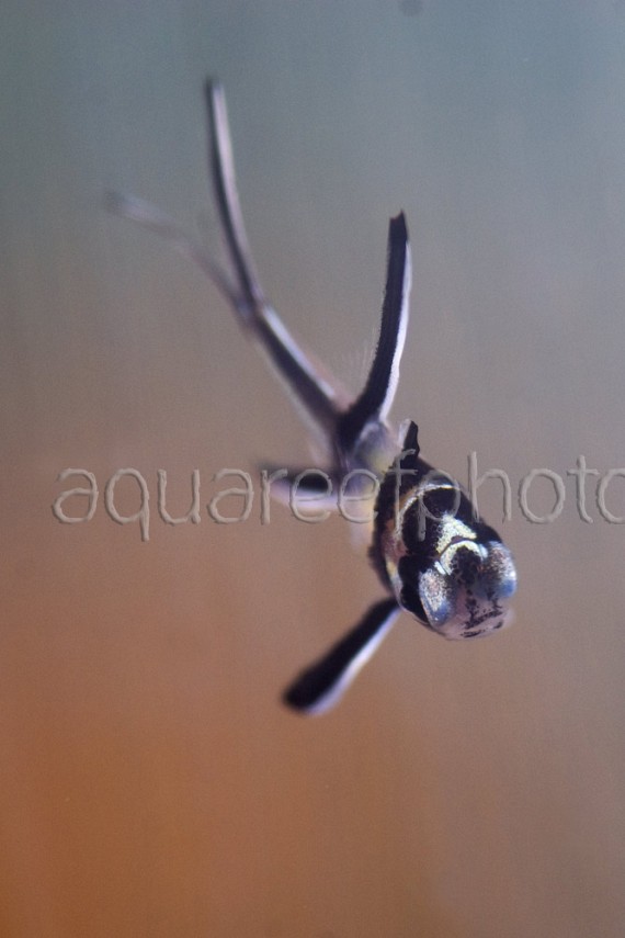 Pterapogon kauderni 03