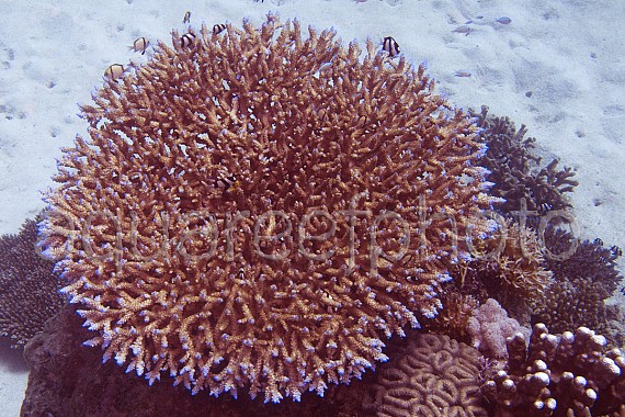 Dascyllus nursery 01