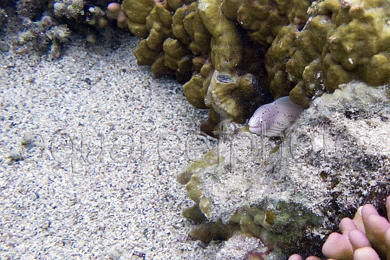Gymnothorax griseus 01
