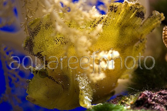 Taenianotus triacanthus 01