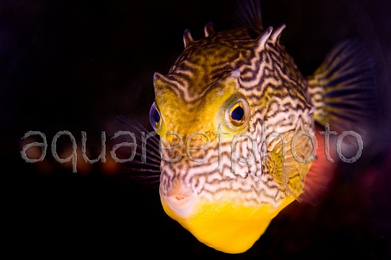 Aracana ornata 01