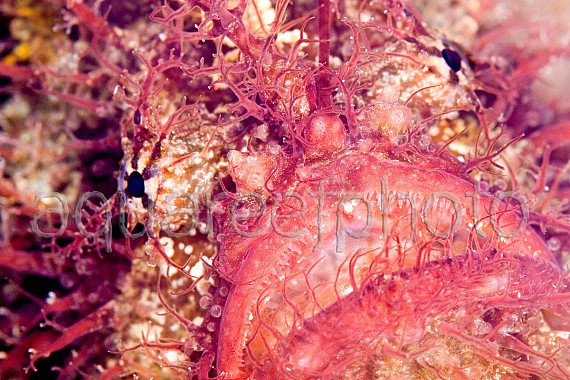 Antennarius striatus 02