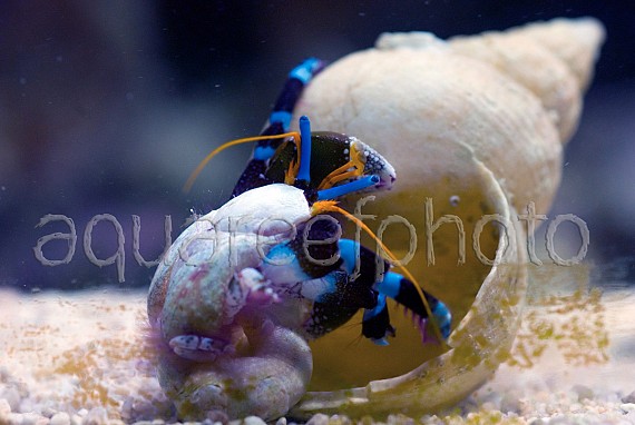 Calcinus elegans changing shell