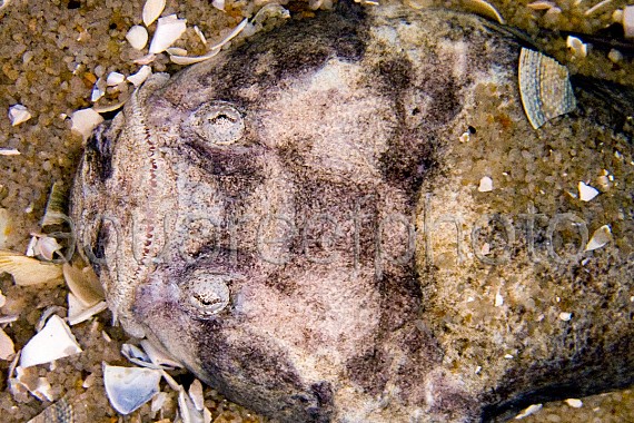 Uranoscopus bicinctus 01