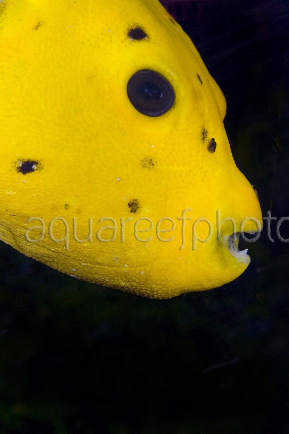 Arothron nigropunctatus 01