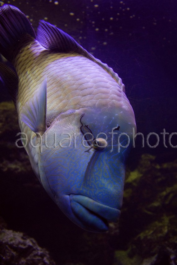Cheilinus undulatus 01
