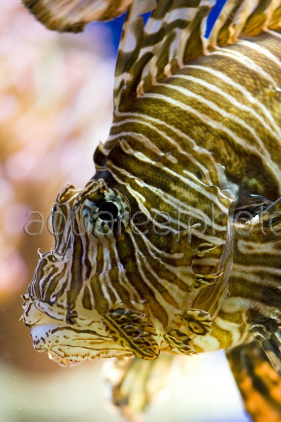Pterois volitans 01