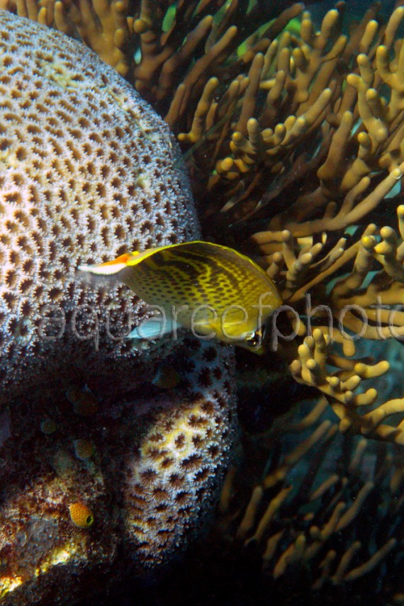 Chaetodon pelewensis 01