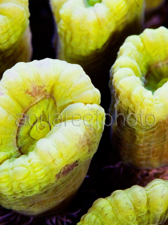 Caulastrea furcata 01