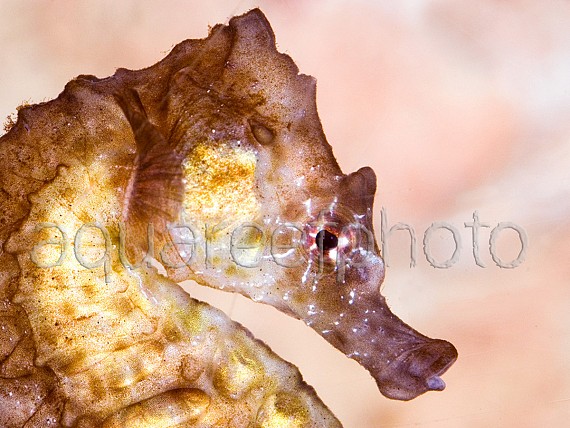 Hippocampus kuda 02