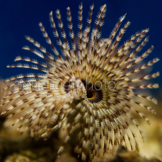 Sabellastarte magnifica 01