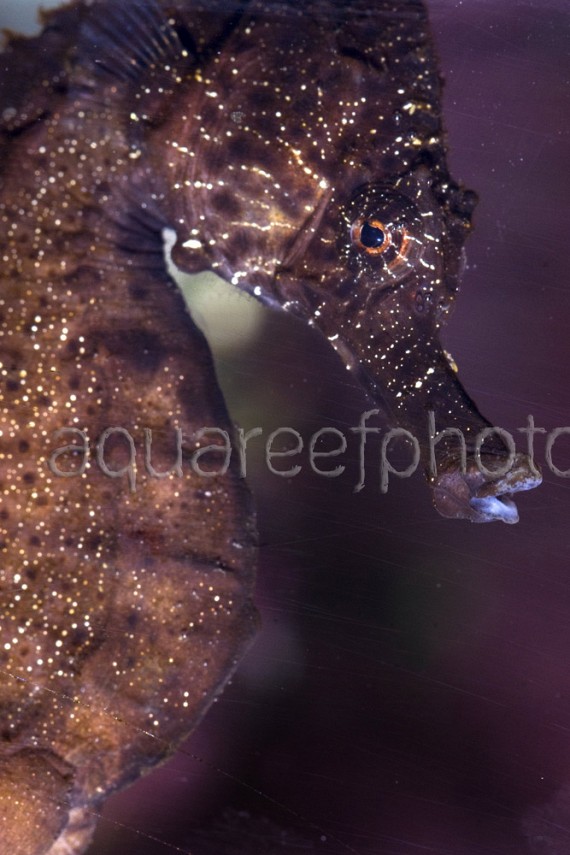 Hippocampus reidi 01