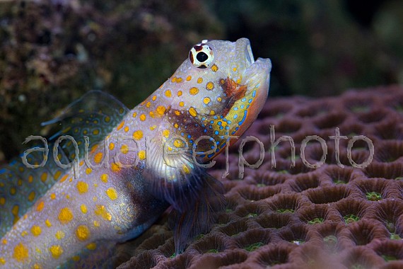 Amblyeleoris guttata 13