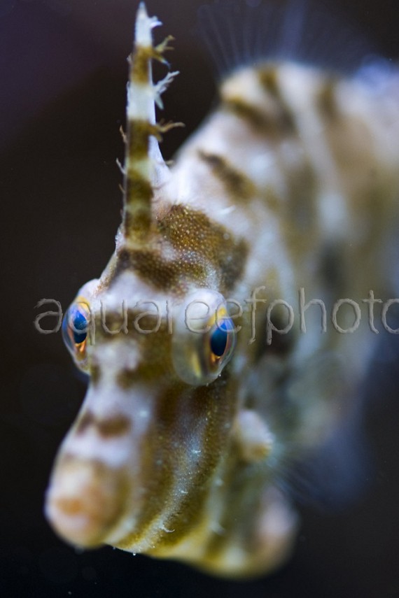 Acreichthys tomentosus 01