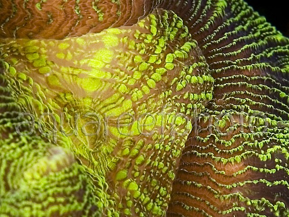 Trachyphyllia geoffroyi 01