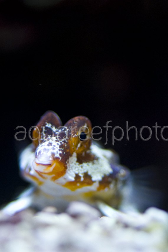Synchiropus stellatus 01