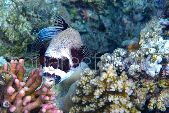 Arothron diadematus 01
