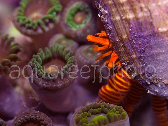 Ciliopagurus strigatus 02