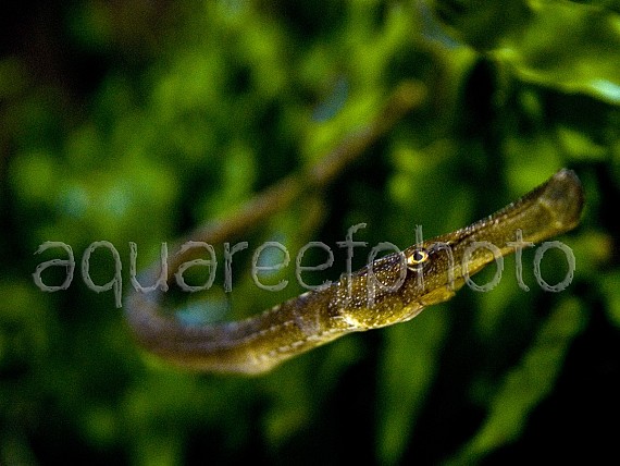 Syngnathoides biaculeatus 01