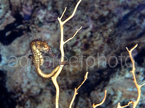 Hippocampus guttulatus 01