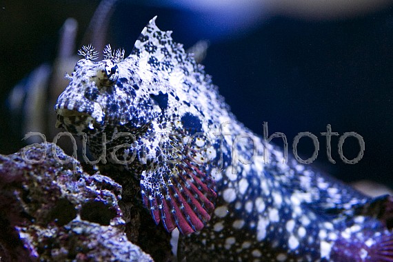 Salarias ceramensis 01