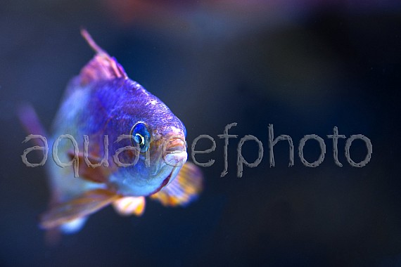 Pseudanthias squamipinnis 08