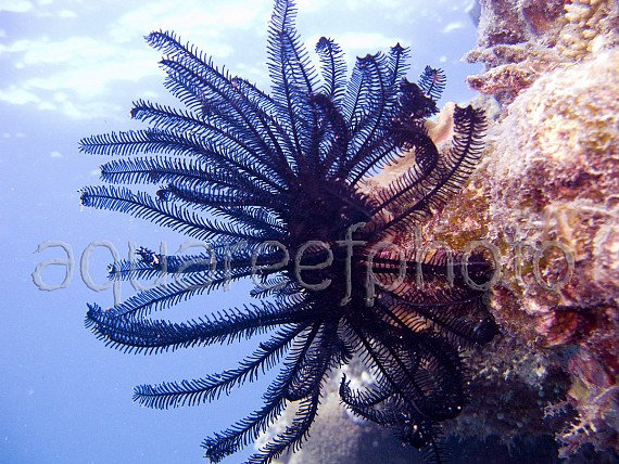 Comanthina nobilis 01