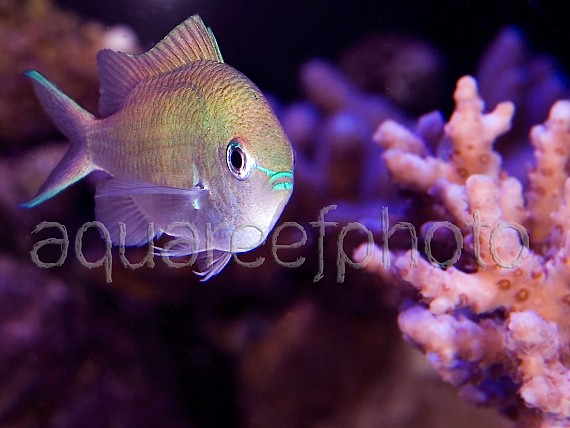 Chromis viridis 04