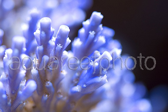 Acropora nana 01