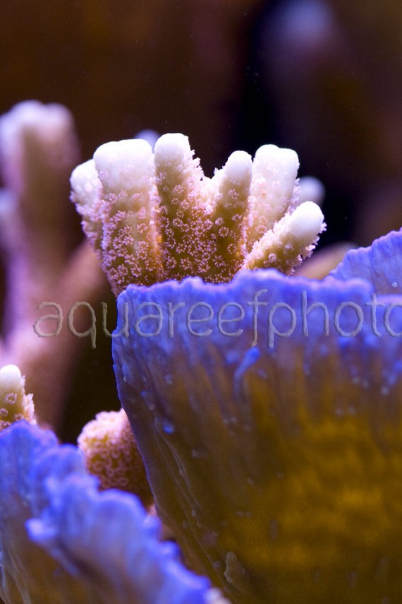 Montipora duo 01