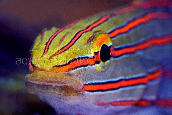 Amblygobius rainfordi 03