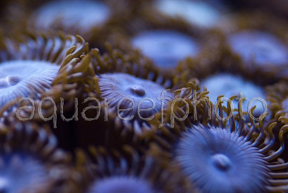 Zoanthus 07