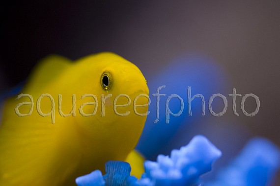 Gobiodon okinawae 01
