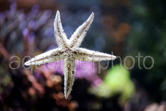 Archaster typicus 02
