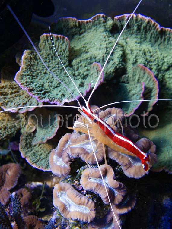 Lysmata amboinensis 03