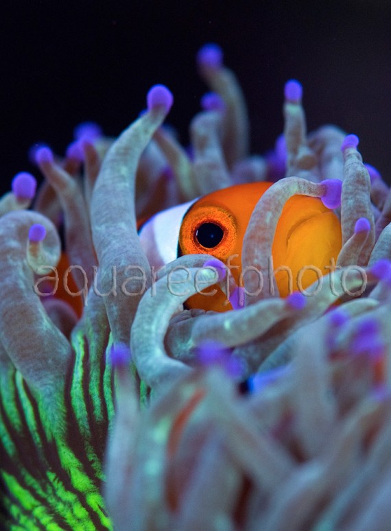 Amphiprion ocellaris 05