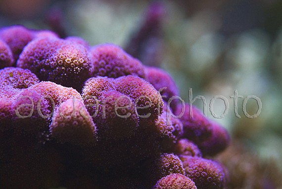 Stylophora pistillata 02